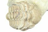 Curled Kainops Trilobite - Black Cat Mountain, Oklahoma #362994-2
